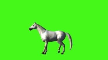 白马白色马匹昂首抬蹄绿幕抠像巧影特效视频素材