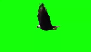 白头老鹰展开大翅膀高空飞翔绿屏抠像特效视频素材