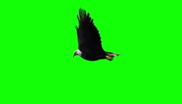 白头老鹰展开大翅膀高空飞翔绿屏抠像特效视频素材