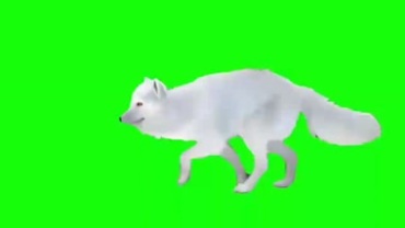 北极狐白狐狸绿屏抠像特效视频素材