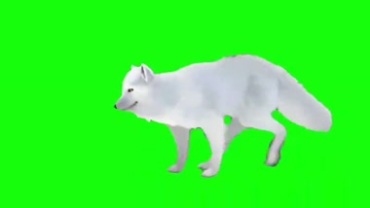 北极狐白狐狸绿屏抠像特效视频素材