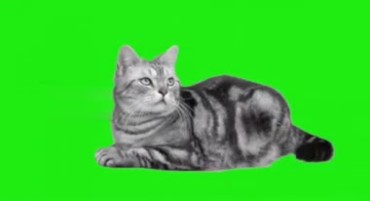 家猫趴着摇尾巴绿幕抠像特效视频素材