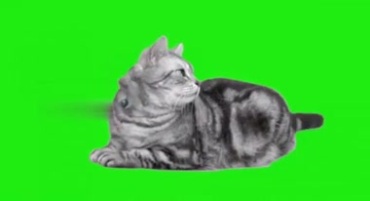 家猫趴着摇尾巴绿幕抠像特效视频素材