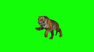 老虎猛虎奔跑绿屏抠像透明通道巧影特效视频素材