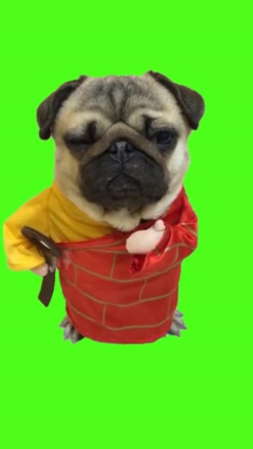 小狗穿袈裟搞笑绿屏抠像特效视频素材