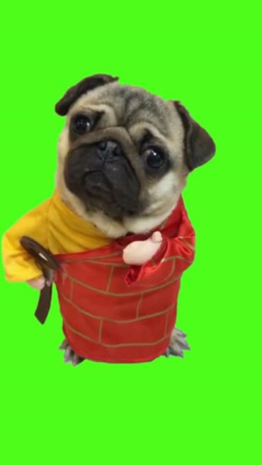 小狗穿袈裟搞笑绿屏抠像特效视频素材
