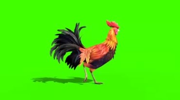 美丽傲娇的大公鸡昂首挺胸绿屏抠像特效视频素材