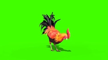 美丽傲娇的大公鸡昂首挺胸绿屏抠像特效视频素材