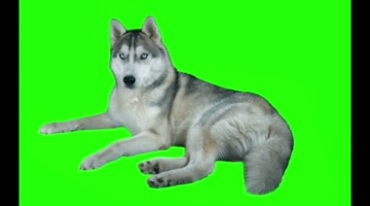 哈士奇狗绿屏抠像特效视频素材