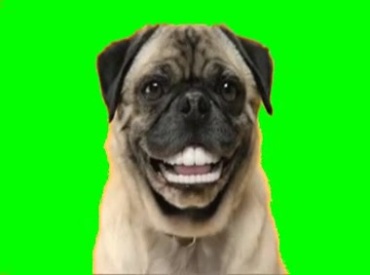 狗咧嘴大笑绿屏抠像特效视频素材