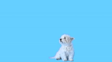 宠物狗小白狗可爱真狗透明通道抠像特效视频素材