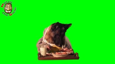 人狗双簧狗吃东西人在后面端盘子绿屏抠像特效视频素材