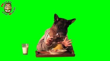 人狗双簧狗吃东西人在后面端盘子绿屏抠像特效视频素材