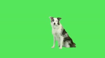 黑白花纹真狗绿屏抠像特效视频素材