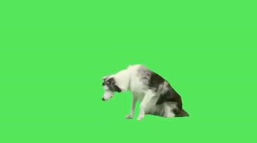 黑白花纹真狗绿屏抠像特效视频素材