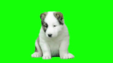 小奶狗宠物狗真狗绿屏抠像特效视频素材