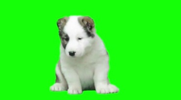 小奶狗宠物狗真狗绿屏抠像特效视频素材
