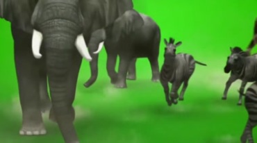 草原动物奔跑迁徙绿屏抠像特效视频素材