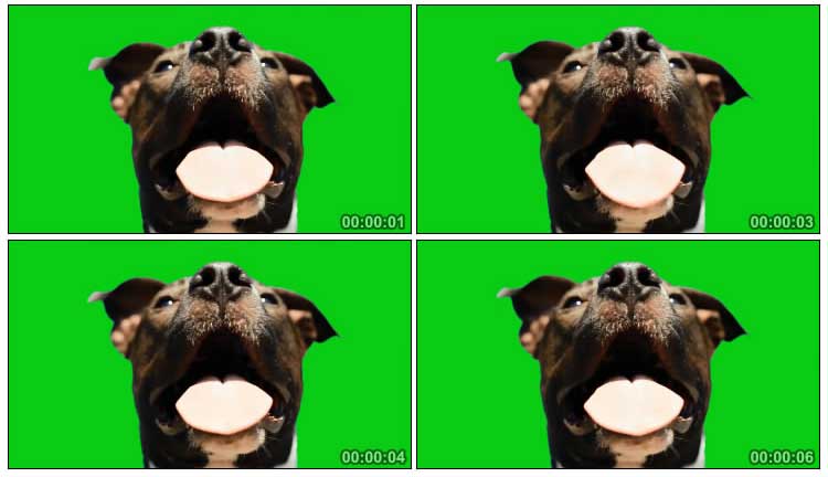 狗伸舌头呼扇鼻子喘气面部特写绿屏抠像特效视频素材