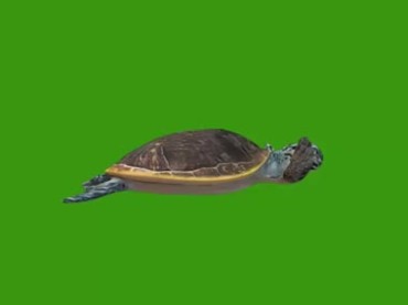 大海龟在水中游水姿态绿屏抠像特效视频素材