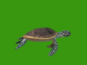大海龟在水中游水姿态绿屏抠像特效视频素材