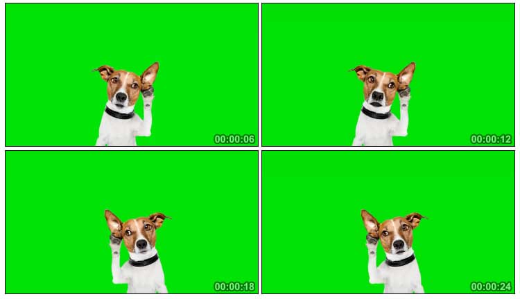 狗倾听真狗绿屏抠像特效视频素材