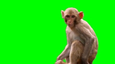 猴子猕猴绿屏抠像特效视频素材