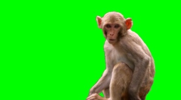 猴子猕猴绿屏抠像特效视频素材