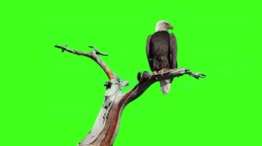 枯树枝头上老鹰绿屏抠像特效视频素材