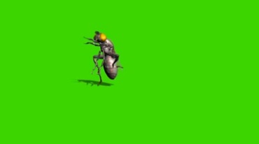 苍蝇跳舞绿屏抠像后期特效视频素材