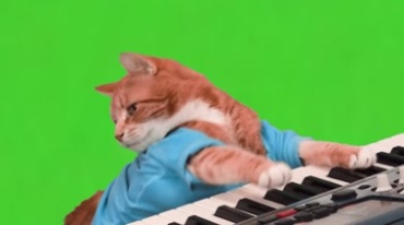 猫咪弹琴绿屏抠像影视后期特效视频素材