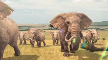 草原上象群行走迁徙视频素材