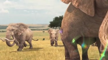 草原上象群行走迁徙视频素材