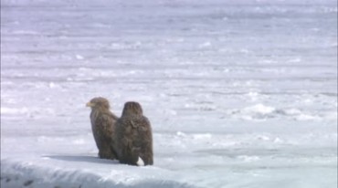 雪地上两只老鹰在寒风凛冽中站立实拍视频素材
