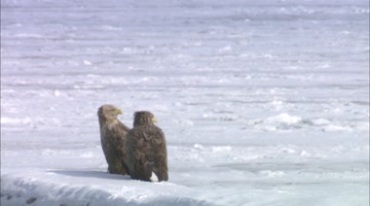 雪地上两只老鹰在寒风凛冽中站立实拍视频素材