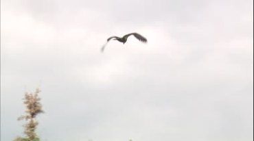 老鹰高空翱翔落在树梢枝头实拍视频素材