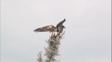老鹰高空翱翔落在树梢枝头实拍视频素材