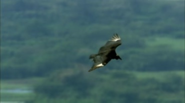 老鹰展翅飞翔空中翱翔视频素材