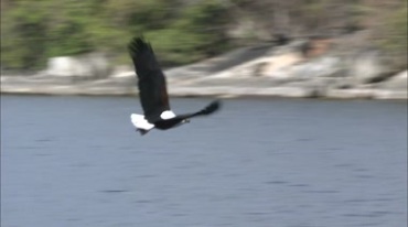 老鹰从高处飞下水中抓鱼实拍视频素材
