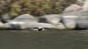 老鹰从高处飞下水中抓鱼实拍视频素材
