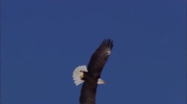 老鹰从高处俯冲下来实拍视频素材