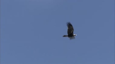 老鹰高空快速飞翔实拍视频素材