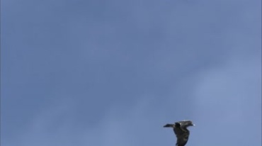 老鹰高空快速飞翔实拍视频素材