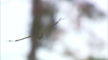 老鹰在荒漠空中飞翔视频素材