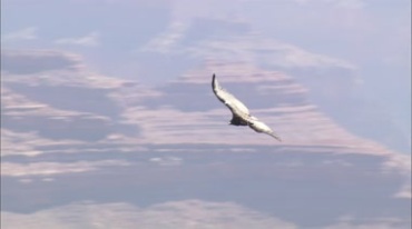 老鹰在荒漠空中飞翔视频素材