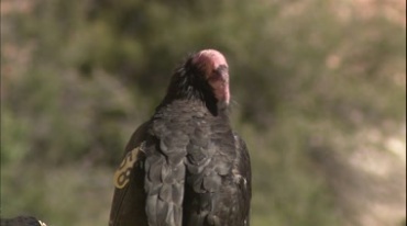 秃鹫展翅特写镜头视频素材