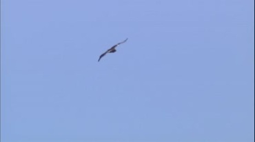 老鹰飞翔在天空翱翔实拍视频素材