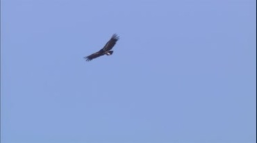 老鹰飞翔在天空翱翔实拍视频素材