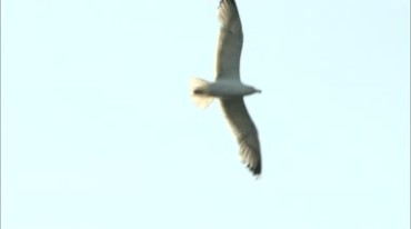 鸽子海鸥飞鸟空中飞翔实拍视频素材