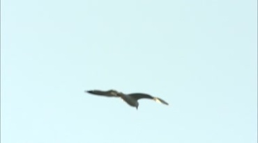 鸽子海鸥飞鸟空中飞翔实拍视频素材